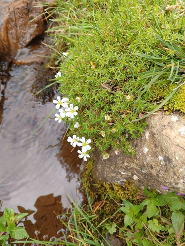 Pseudocherleria imbricata, photograph 2