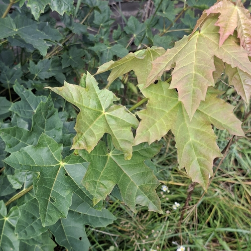 Norway maple