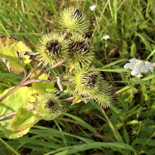 greater burdock