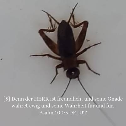 Wood Cricket