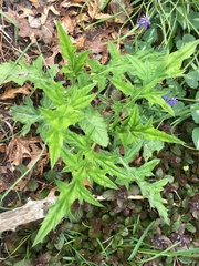 Echinops sphaerocephalus
