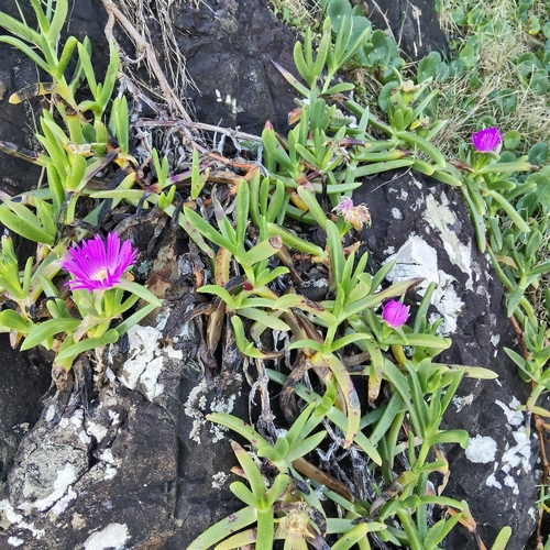 Carpobrotus glaucescens, photograph 6