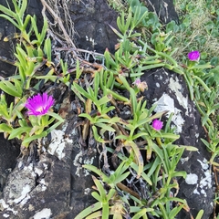 Carpobrotus glaucescens, photograph (c) John Barkla, some rights reserved (CC BY)