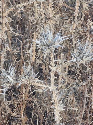 Scolymus maculatus, photograph 1