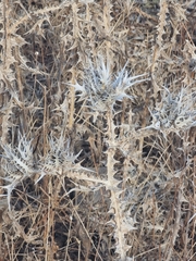 Scolymus maculatus