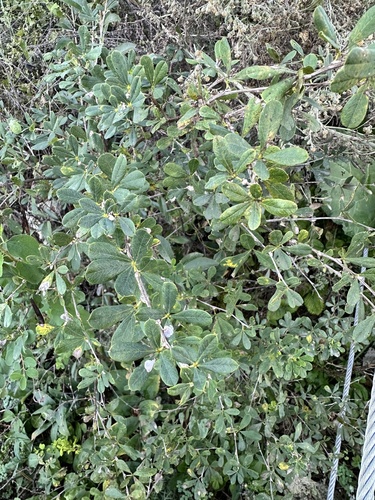 Caragana frutex, photograph 4