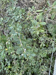 Caragana frutex, photograph (c) Алёна Осипова, some rights reserved (CC BY)