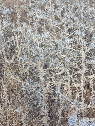 Scolymus maculatus, photograph 2