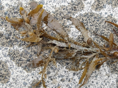 Carpophyllum flexuosum observed 2026-08-21