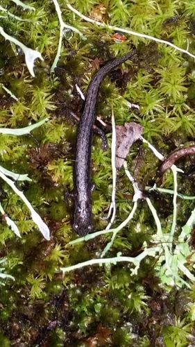 Terrestrial Splayfoot Salamander