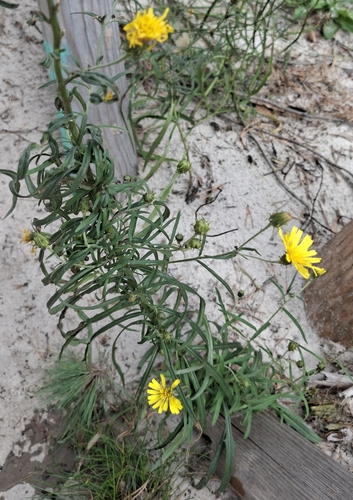 Canada hawkweed