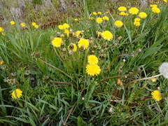 Taraxacum officinale