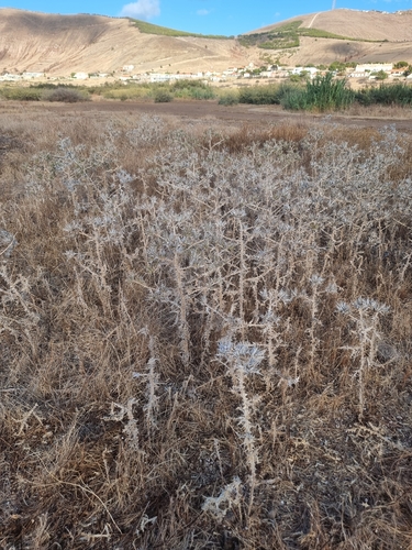 Scolymus maculatus, photograph 3