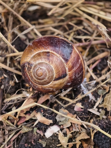Turkish Snail
