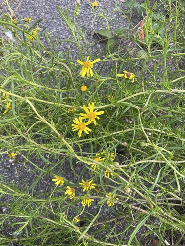Narrow-leaved Ragwort
