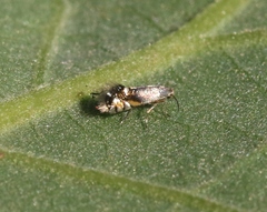 Coptodisca quercicolella