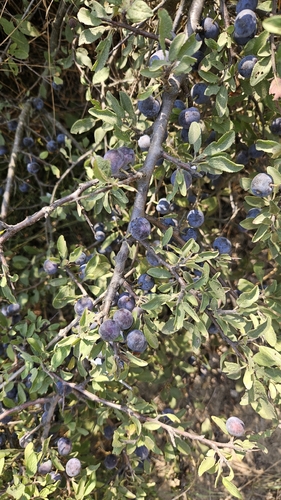 Blackthorn