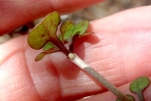 Coprosma spathulata, photograph 5
