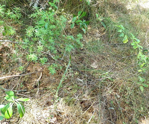 Coprosma spathulata, photograph 6