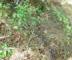 Coprosma spathulata, photograph author not stated, no rights reserved
