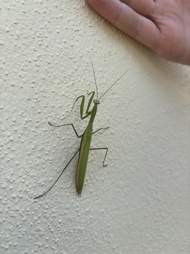 European Mantis