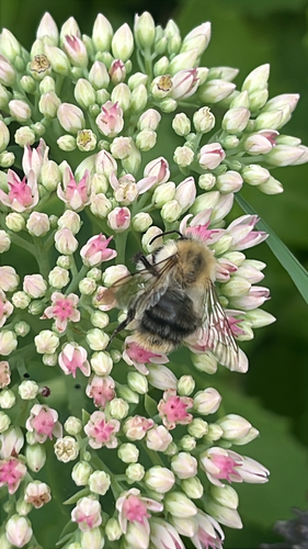 Common Carder Bumble Bee