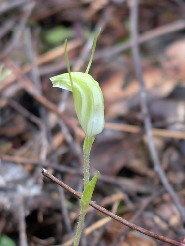 dwarf greenhood