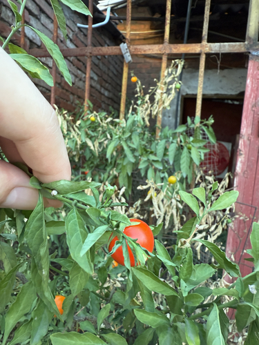 Jerusalem cherry