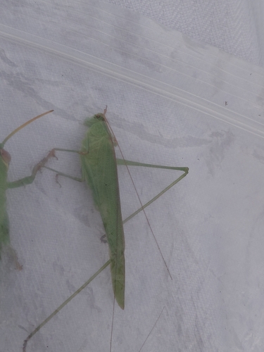 Sickle-bearing Bush-cricket