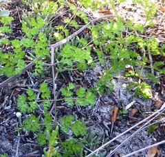 Cynorhiza typica