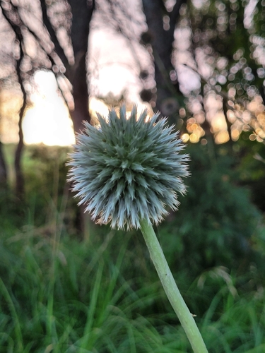 Glandular Globe-thistle