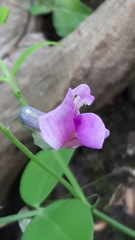 Lathyrus linifolius montanus