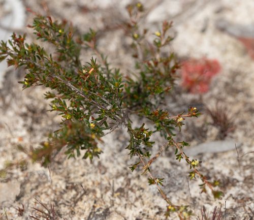 Pseudanthus orientalis observed 2026-08-16