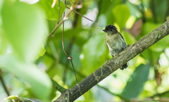 Picumnus granadensis