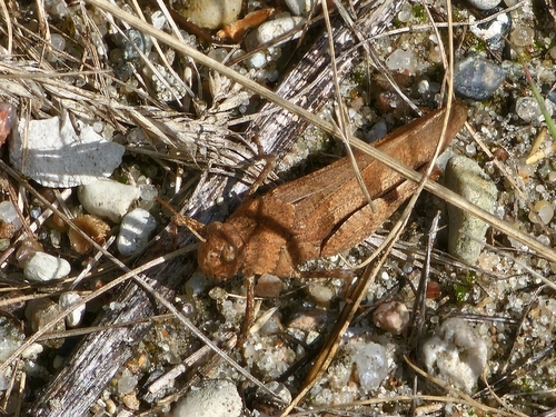 Blue-winged Grasshopper