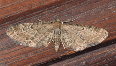 Eupithecia vulgata