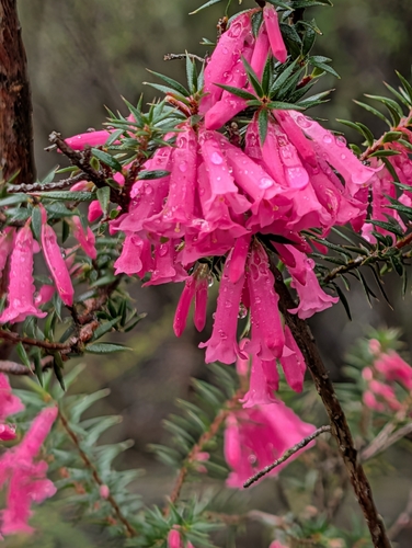 Common Heath