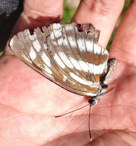 Neptis alwina