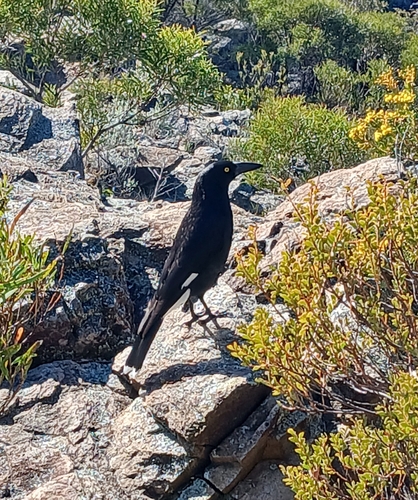 Pied Currawong