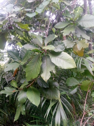 Artocarpus odoratissimus observed 2026-08-25