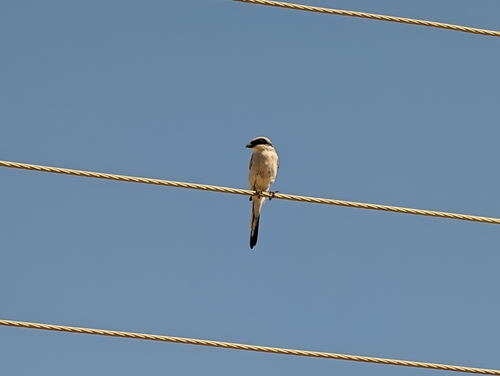 Great Gray Shrike