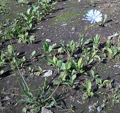 Cichorium intybus