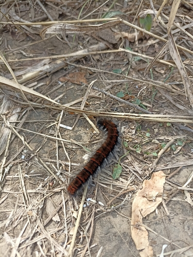 Fox Moth