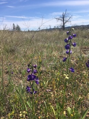 Delphinium uliginosum