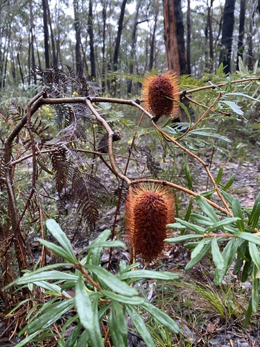 Silver Banksia