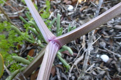 Cynorhiza typica