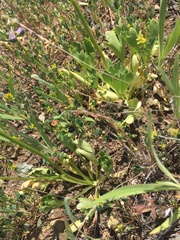 Delphinium uliginosum