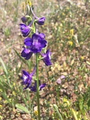 Delphinium uliginosum
