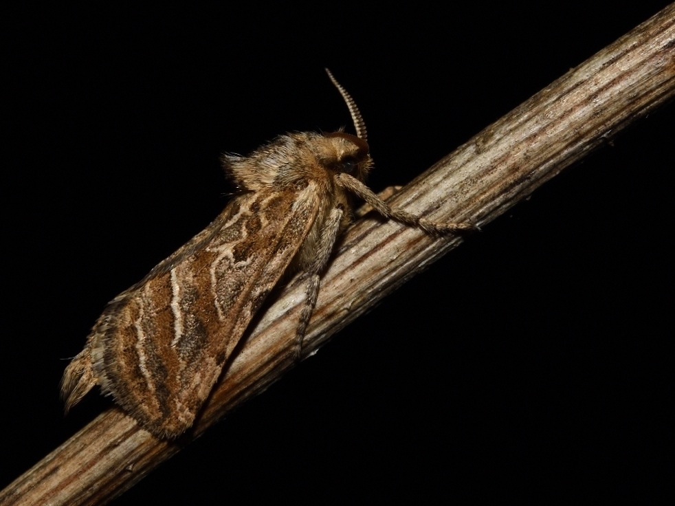 Triodia adriaticus