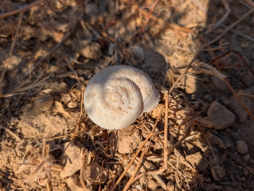 Levantina spiriplana